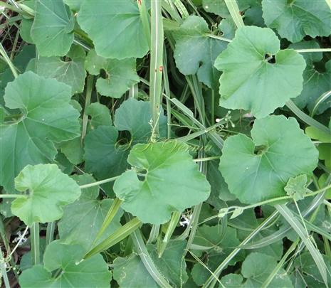  Leaves